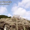 根尾谷淡墨桜