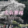 又兵衛樱花
