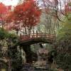 谷汲山的红叶  横藏寺・华严寺