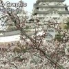 日本古城和樱花