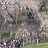 日本五大樱花的铭树
