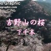 吉野山的樱花(下千本)